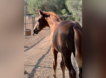 Hanoverian, Stallion, 1 year, Chestnut-Red