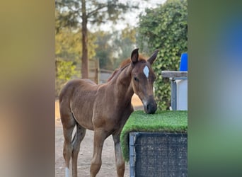 Hanoverian, Stallion, 1 year, Chestnut-Red