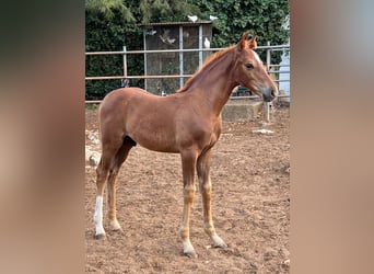 Hanoverian, Stallion, 1 year, Chestnut-Red