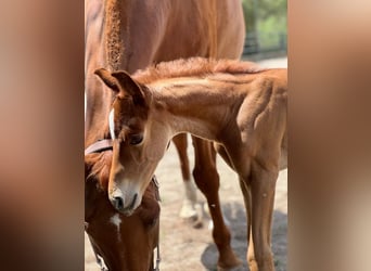 Hanoverian, Stallion, 1 year, Chestnut-Red