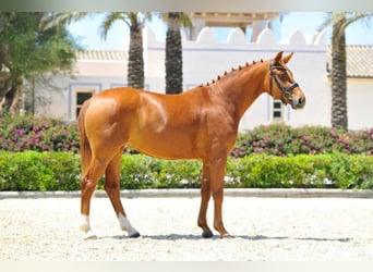 Hanoverian, Stallion, 1 year, Chestnut-Red