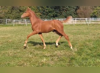 Hanoverian, Stallion, 1 year, Chestnut-Red