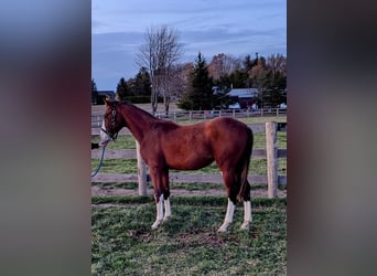 Hanoverian, Stallion, 1 year, Chestnut