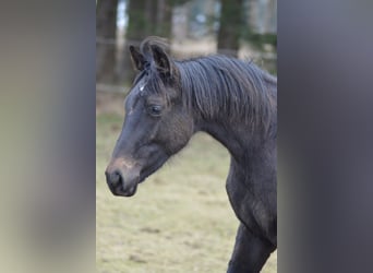 Hanoverian, Stallion, 1 year, Gray-Dark-Tan