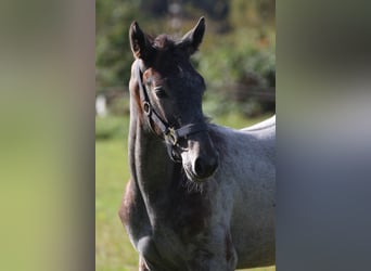 Hanoverian, Stallion, 1 year, Gray