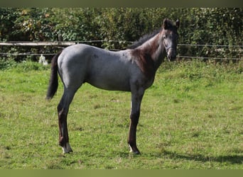 Hanoverian, Stallion, 1 year, Gray