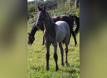 Hanoverian, Stallion, 1 year, Gray