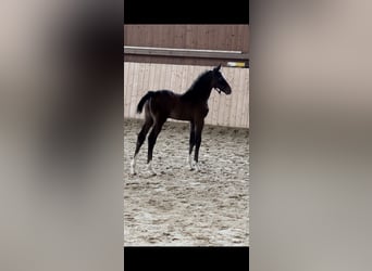 Hanoverian, Stallion, 1 year, Gray