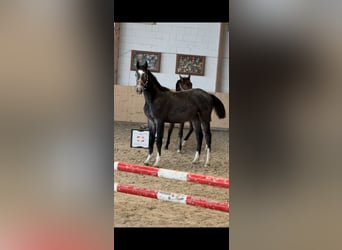 Hanoverian, Stallion, 1 year, Gray