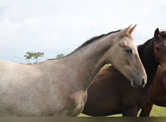 Hanoverian, Stallion, 1 year, Grey