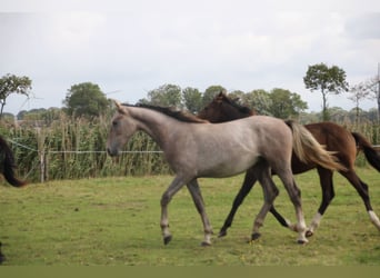 Hanoverian, Stallion, 1 year, Grey
