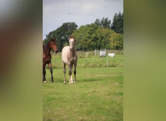Hanoverian, Stallion, 1 year, Grey