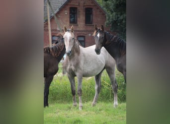 Hanoverian, Stallion, 1 year, Grey