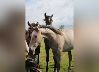 Hanoverian, Stallion, 1 year, Grey