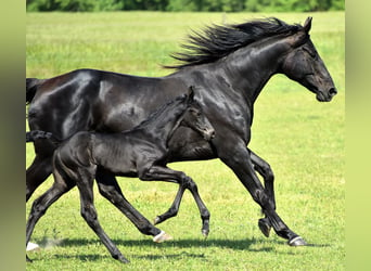Hanoverian, Stallion, 1 year, Smoky-Black
