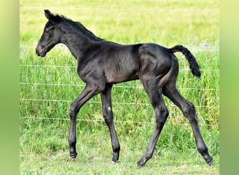 Hanoverian, Stallion, 1 year, Smoky-Black