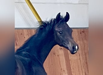 Hanoverian, Stallion, 1 year, Smoky-Black