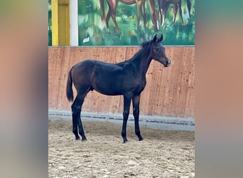 Hanoverian, Stallion, 1 year, Smoky-Black