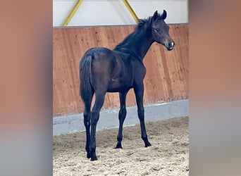 Hanoverian, Stallion, 1 year, Smoky-Black