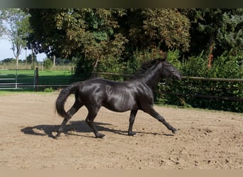 Hanoverian, Stallion, 2 years, 15.1 hh, Black