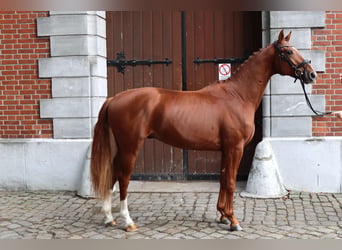 Hanoverian, Stallion, 2 years, 15.2 hh, Chestnut-Red