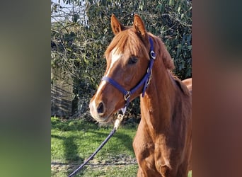 Hanoverian, Stallion, 2 years, 15.2 hh, Chestnut-Red