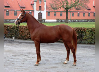 Hanoverian, Stallion, 2 years, 15,2 hh, Chestnut-Red