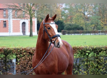 Hanoverian, Stallion, 2 years, 15,2 hh, Chestnut-Red