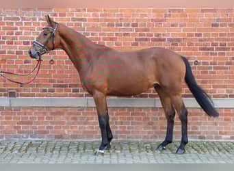 Hanoverian, Stallion, 2 years, 15.3 hh, Brown