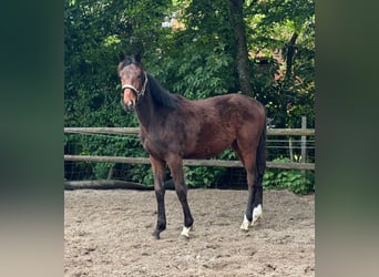 Hanoverian, Stallion, 2 years, 15.3 hh, Brown