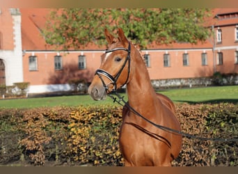Hanoverian, Stallion, 2 years, 15.3 hh, Chestnut-Red