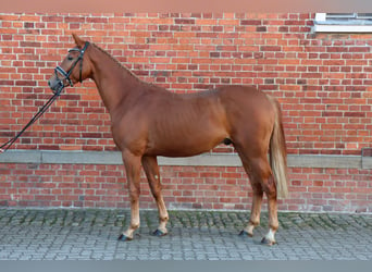 Hanoverian, Stallion, 2 years, 15.3 hh, Chestnut-Red