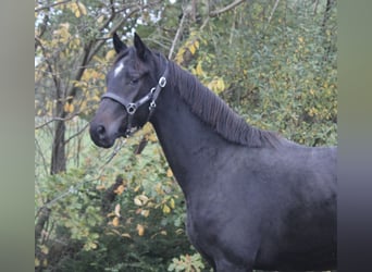 Hanoverian, Stallion, 2 years, 15,2 hh, Bay-Dark