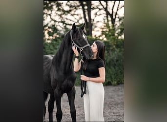 Hanoverian, Stallion, 2 years, 15,2 hh, Can be white