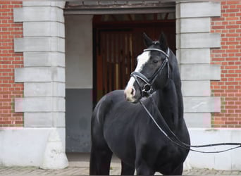 Hanoverian, Stallion, 2 years, 15,3 hh, Black