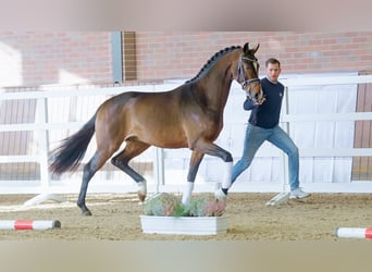 Hanoverian, Stallion, 2 years, 16.1 hh, Bay-Dark