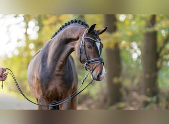 Hanoverian, Stallion, 2 years, 16.1 hh, Bay-Dark