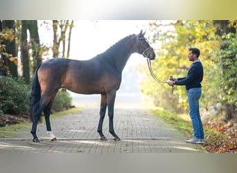 Hanoverian, Stallion, 2 years, 16.1 hh, Bay-Dark