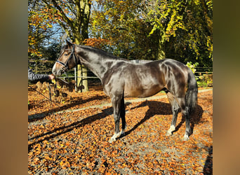 Hannoveraner, Hengst, 2 Jahre, 16,1 hh, Dunkelbrauner