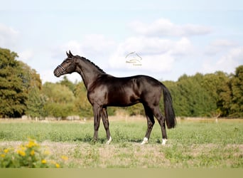 Hanoverian, Stallion, 2 years, 16.1 hh, Black