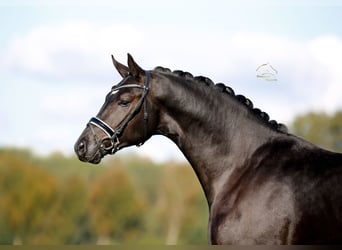 Hanoverian, Stallion, 2 years, 16.1 hh, Black