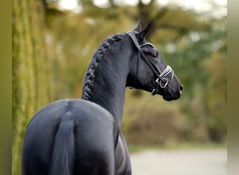 Hanoverian, Stallion, 2 years, 16.1 hh, Black