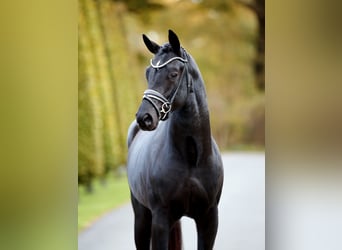 Hanoverian, Stallion, 2 years, 16.1 hh, Black