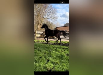 Hanoverian, Stallion, 2 years, 16.1 hh, Black