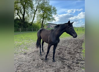 Hanoverian, Stallion, 2 years, 16.1 hh, Black