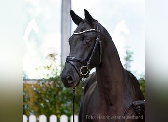 Hanoverian, Stallion, 2 years, 16.1 hh, Black