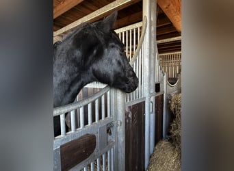 Hanoverian, Stallion, 2 years, 16,1 hh, Black