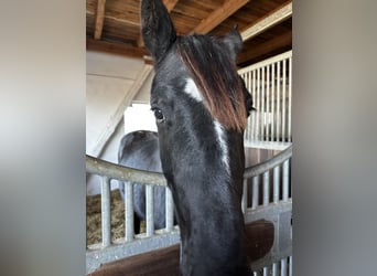 Hanoverian, Stallion, 2 years, 16,1 hh, Black