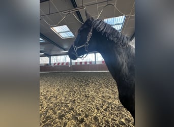 Hanoverian, Stallion, 2 years, 16,1 hh, Black