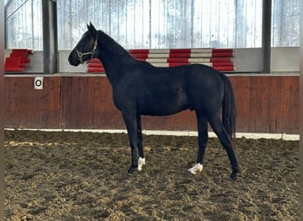 Hanoverian, Stallion, 2 years, 16,1 hh, Black